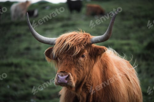 Preview: Closeup moody portrait of highland furry cow. Rural life and farming concept