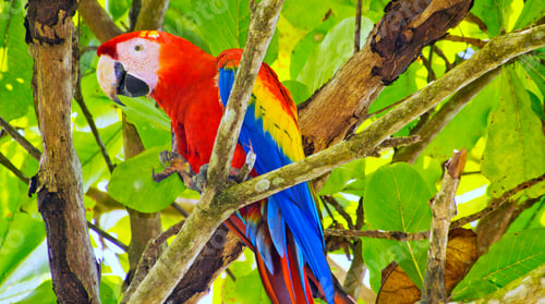 Preview: Scarlet Macaw, Corcovado National Park, Costa Rica