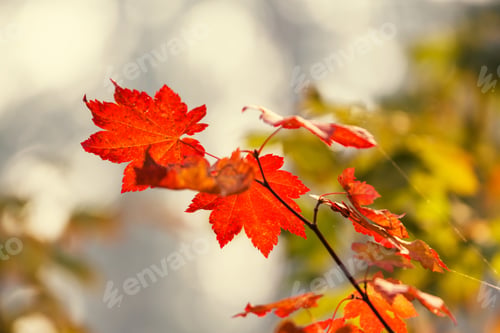 Preview: Autumn leaves