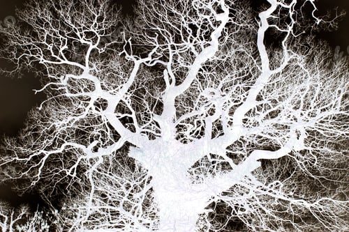 Preview: Ideas - Tree Branches
