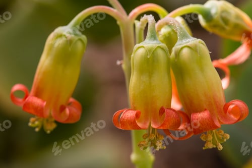 Preview: Spring flowers in full bloom