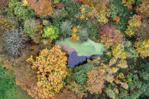 Preview: Colorful autumn forest seen from above