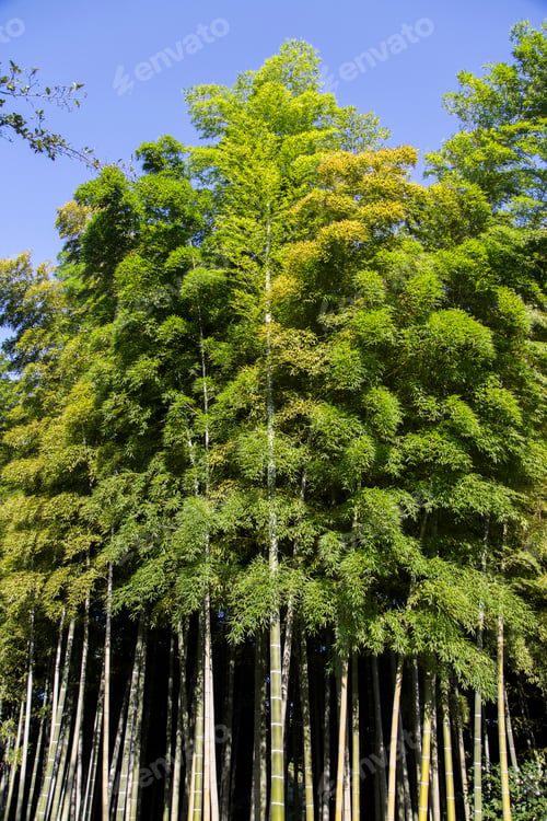 Preview: Bamboo forest