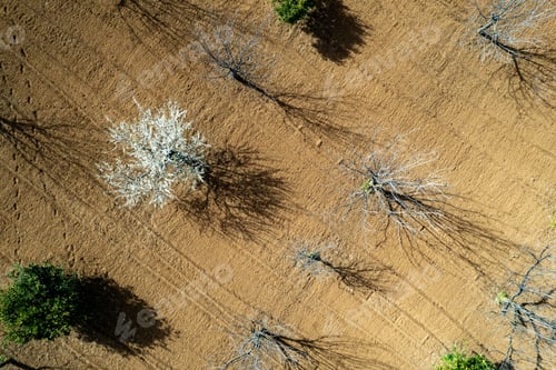 Preview: Drone scene of almond trees in spring covered with white blossoms. Top view drone landscape panorama