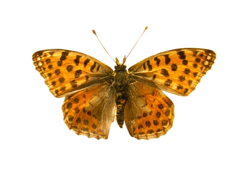 Preview: Orange butterfly with black dots and open wings in a top view as a flying insect butterflies.