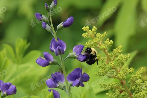 Preview: Bumblebee pollinating blue false indigo (baptisia australis) flowers
