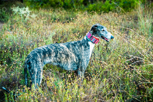 Preview: Slender dog, Spanish greyhound Gallicus Canis, standing on grass.