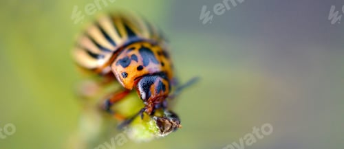 Preview: Colorado potato beetle Leptinotarsa decemlineata crawling on potato leaves