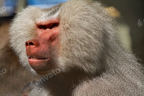 Preview: Closeup of head of Male baboon looking very angry.