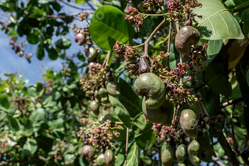 Preview: unripe young cashew nut fruit growing on tree
