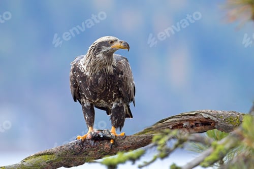 Preview: Eagle on branch holding a fish.