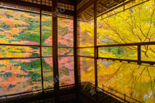 Preview: Red maple leaves or fall foliage in colorful autumn season, Yamanashi. Five lakes. Trees in Japan