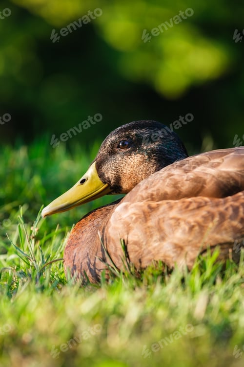 Preview: Portrait of a duck in the wild. Animals and birds. Mallards on the lake in the summertime.