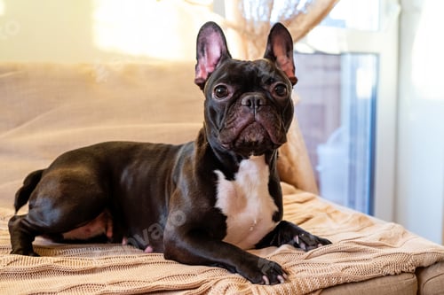 Preview: cute female french bulldog on the sofa