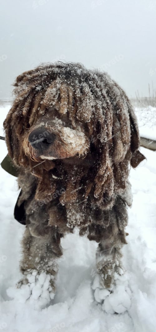 Preview: Fuzziest Pet
A snow covered Hungarian Komondor
Aka, Mop Dog
Nominated❄️