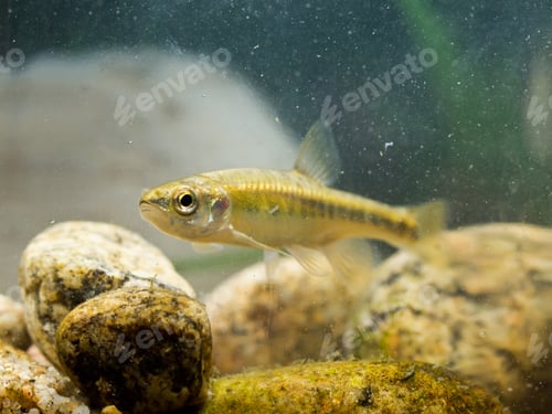 Preview: Eurasian Minnow in Natural Habitat