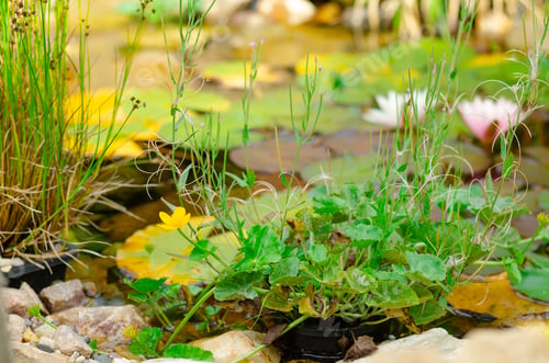 Preview: Natural pond in garden