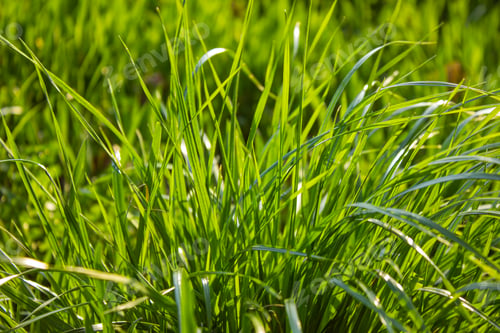 Preview: Close up of fresh thick green grass in the early morning. Spring or summer grass field background.