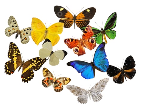 Preview: group of butterfly
