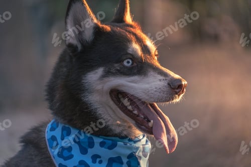 Preview: Husky photoshoot for dog lovers