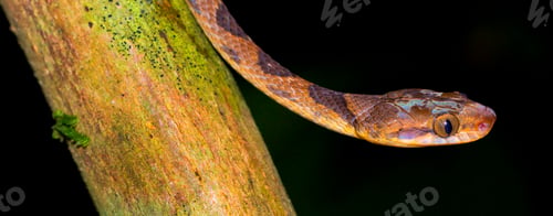 Preview: Mapepire Corde Violon, Corcovado National Park, Costa Rica