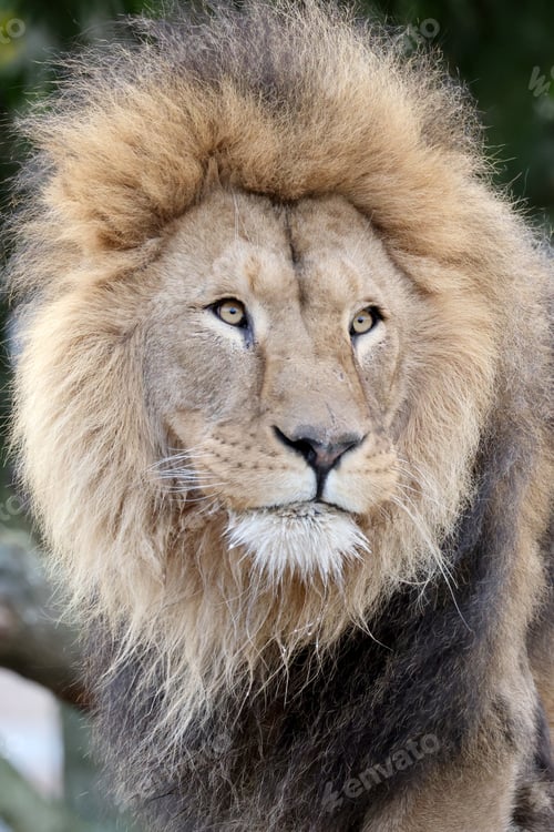 Preview: Lion (Panthera Leo) close up view