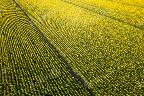 Preview: Aerial view of a sunflower field photographed in the summer season