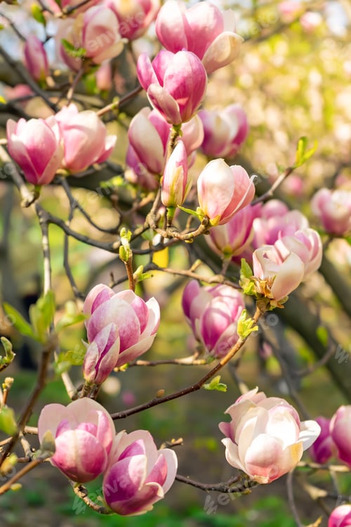 Preview: Blooming pink magnolia flowers. Branch of magnolia tree