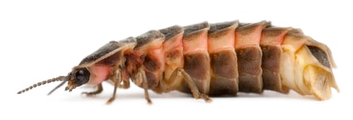 Preview: Common glow-worm of Europe, Lampyris noctiluca, in front of white background