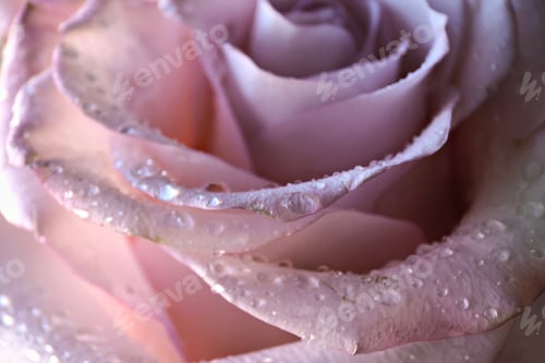 Preview: Macro shot of a blooming pink rose with water drops on the petals.