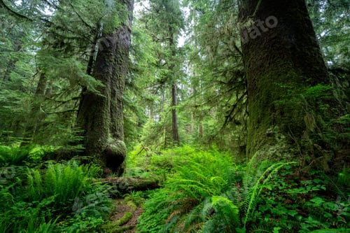 Preview: Sitka spruce trees (Picea sitchensis) in a park in Vancouver Island, BC, Canada