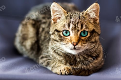 Preview: Portrait close-up picture on little cat with blue eyes