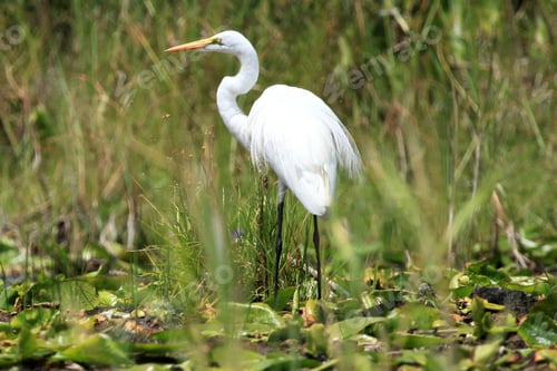 Preview: Great White Egret - Lake Opeta - Uganda, Africa