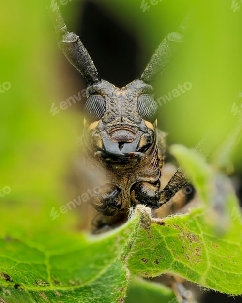 Preview: long horn beetle