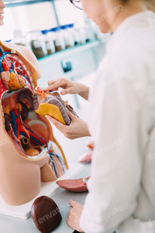 Preview: Student of medicine examining model of human body