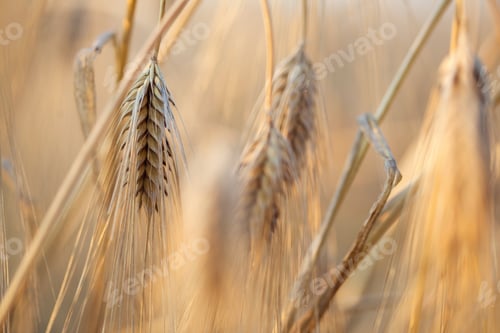 Preview: field of cereals of wheat or rye. ripe wheat close up. farming and agriculture.