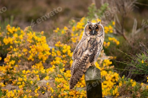 Preview: Majestic owl perched atop a wooden post in a lush forest environment.