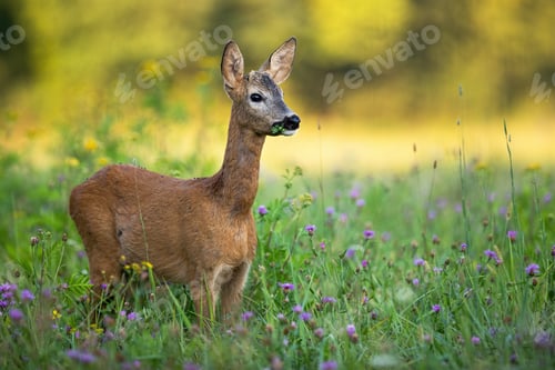 Preview: Young roe deer buck with small antlers grazing on a green meadow in summer