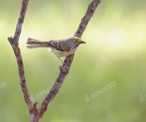 Preview: White-eyed vireo perched on a branch. Vireo griseus.
