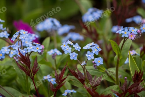 Preview: Spring flowers. blue forget-me-not flowers close-up. natural flower background