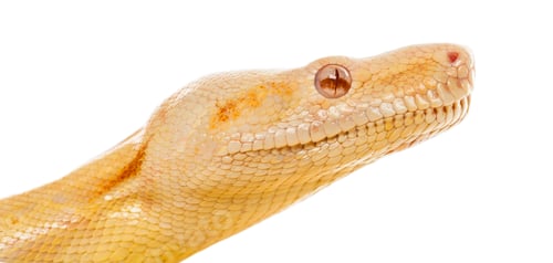 Preview: Close-up of an Albino royal python in front of a white background