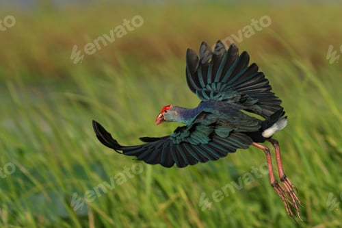 Preview: Purple Swamphen in Flight Over Wetlands