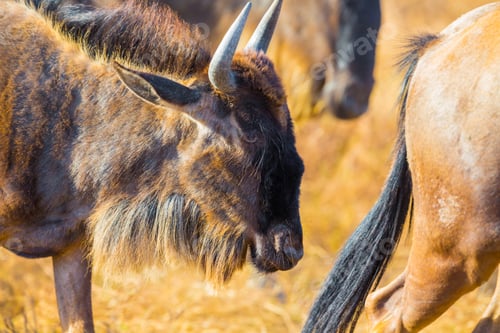 Preview: Close-up of wildebeest in a herd in Ngorongoro Africa