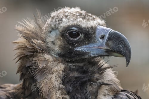 Preview: Cinereous vulture (Aegypius monachus) is a large raptorial bird