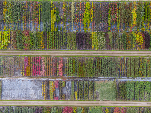 Preview: Aerial view of a tree nursery with yellow, red and red green plants, arranged in a row, autumn