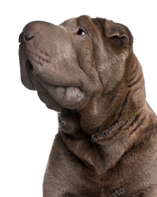 Preview: Shar Pei, 1 year old, in front of white background