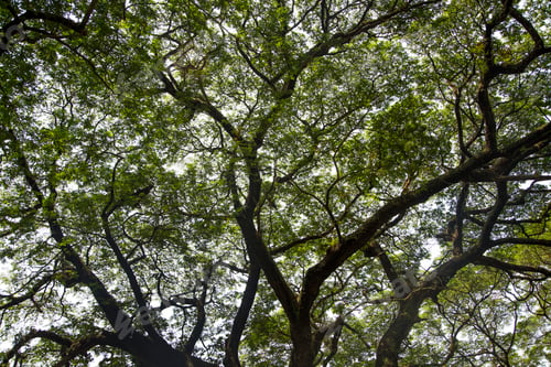 Preview: Treetop