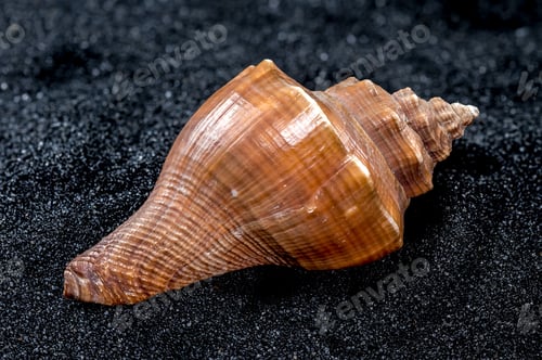 Preview: Hemifusus Tuba Seashell on a black sand background