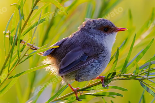 Preview: Superb fairywren (Malurus cyaneus) perched on a branch