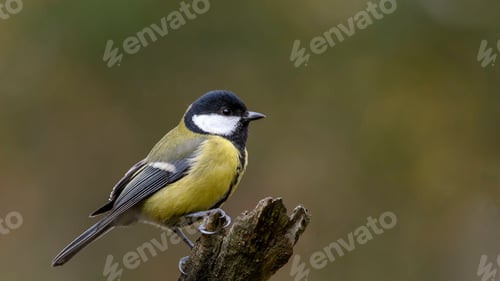Preview: Great Tit Sitting on a Stick